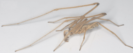 July 22: The spider Fecenia cylindrata.