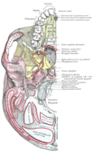 Il·lustració de la base del crani (cara interior)