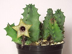 Huernia thureti