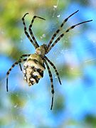 Argiope lobata