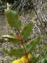 Anacortes Community Forest Lands