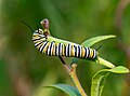 Image 86Monarch butterfly caterpillar on butterfly weed