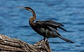 64 Pato aguja africano (Anhinga rufa), parque nacional de Chobe, Botsuana, 2018-07-28, DD 46 uploaded by Poco a poco, nominated by Poco a poco