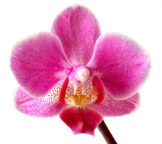 Орхидея Phalaenopsis