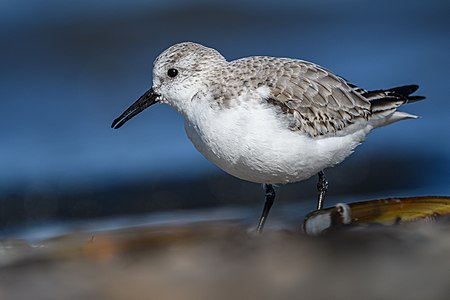 "Sanderling_beim_Fressen_08.jpg" by User:Ssprmannheim