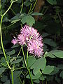 Thalictrum aquilegifolium