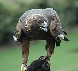 Szirti sas (Aquila chrysaetos canadensis)