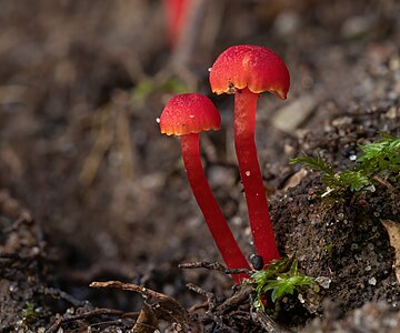 Hygrocybe miniata, by JJ Harrison