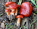 Lactarius subflammeus