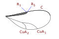 Lasiopterini wing veins