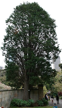 Msanduku wa Afrika Mashariki (Cupressus lusitanica)