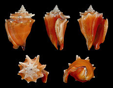 Strombus pugilis (West Indian Fighting Conch), Shell