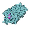 Thyroxine-binding globulin, style made to match David Goodsell's images for the PDB Molecule of the Month. Created with QuteMol