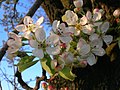 Pear Blossoms