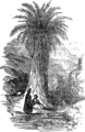 English: Palm tree. Picture from popular bible encyclopedia of Archimandrite Nicephorus (1892). Русский: Пальма. Иллюстрация из иллюстрированной библейской энциклопедии архимандрита Никифора (1892)