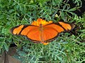 Júlialepke (Dryas iulia)