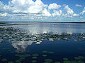 Newnans Lake outside Gainesville