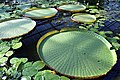 Округлые листья Виктории амазонской (Victoria amazonica)