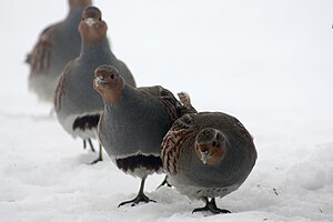 Aan Koppel Petrieshannen in bie Winterdai (Perdix perdix)