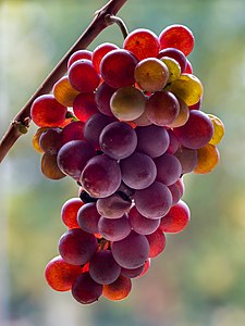 "Pinot_Grigio-20201027-RM-114053.jpg" by User:Ermell