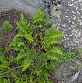 Polypodium appalachianum