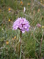 Traunsteinera globosa