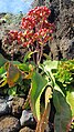 Kalanchoe poincarei