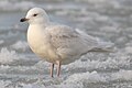 Iceland Gull