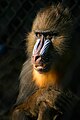 Mandril (Mandrillus sphinx)