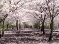 Somei Yoshino sakura, planta nativa de Toshima.