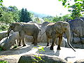 African elephants