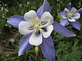 Aquilegia caerulea