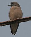 English: Ashy Woodswallow Artamus fuscus at Jayanti in Buxa Tiger Reserve in Jalpaiguri district of West Bengal, India.