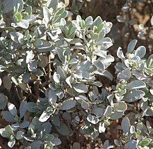 Atriplex vesicaria.jpg