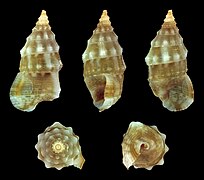 Bittium impendens, shell