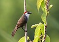 Image 65The chestnut-capped babbler (Timalia pileata) is a passerine bird of the Timaliidae. It is monotypic within the genus Timalia. The pictured specimen of this native bird of Bangladesh was photographed at Himchari National Garden, Cox's Bazar. Photo Credit: Syedabbas321