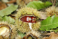 Chestnuts can be found on the ground around trees