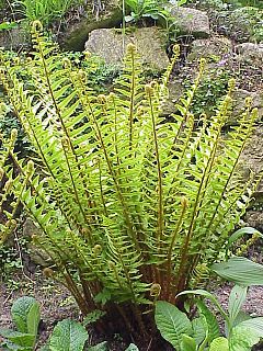 Vera driopterido (Dryopteris filix-max)