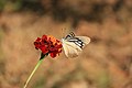 * Nomination A Butterfly sucking the flower --Bijaya2043 15:25, 26 October 2016 (UTC) * Decline  Oppose Without categories about the buterfly. Poor DoF: flower is out of focus. In my opinion, there are overexposed areas. The picture must be cropped IMO--Lmbuga 17:59, 26 October 2016 (UTC)