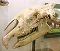 Close up of Paraceratherium skull in US with missing parts sculpted in plaster, probably Commons:De minimis (if not PD due to age)