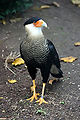 Southern crested caracara