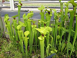 Mdumu-mwitu (Sarracenia flava)