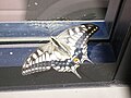 キアゲハ Papilio machaon。日本以外にもヨーロッパからアジア、北アメリカまで広く分布する。多くの亜種に分かれる