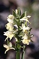 Dactylorhiza markusii