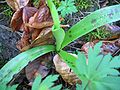 Orchis mascula Germany - Rügen