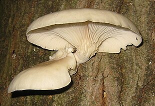 Almindelig østershat (Pleurotus ostreatus).