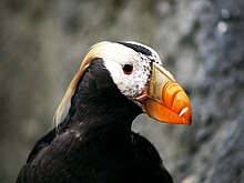 Puffin Mrkoww.jpg