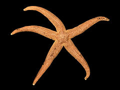 Stichastrella rosea (Rosy Starfish)