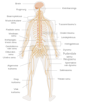 Die menslike senuweestelsel.