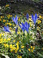 Triteleia laxa 'Koningin Fabiola'